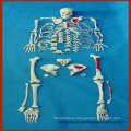 Esqueleto humano completamente desarticulado, modelo anatómico de los músculos pintados